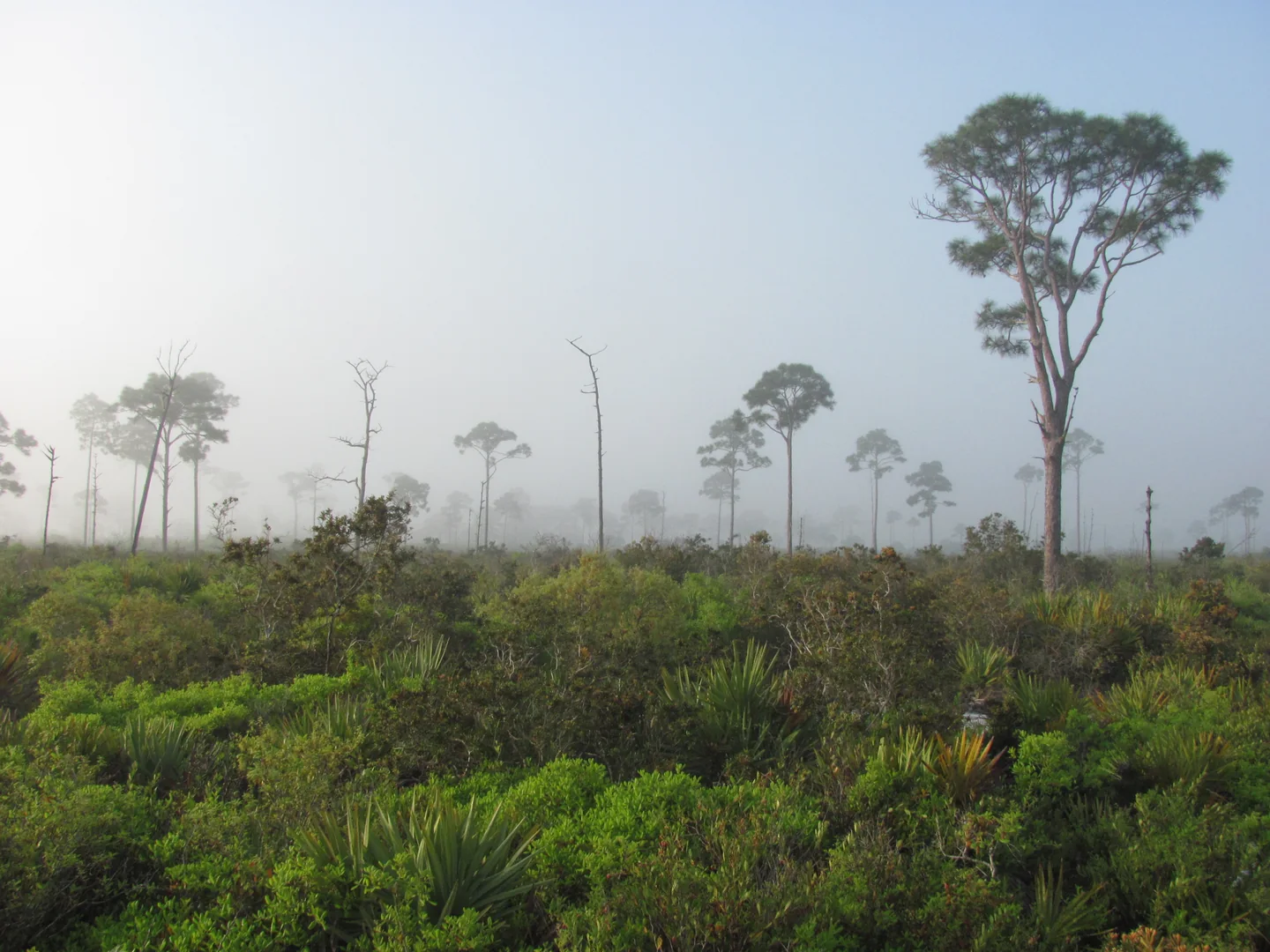 Fog among trees at Merritt Island National Wildlife Refuge